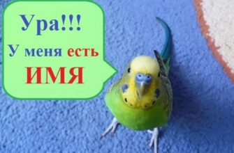 как назвать попугая