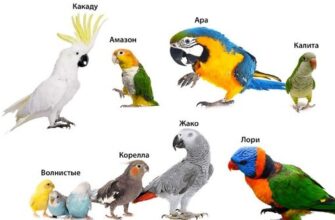 Сколько живут попугаи