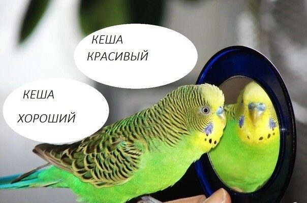 Как научить волнистого попугая разговаривать