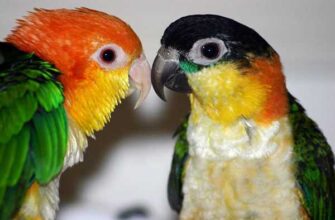 Каики