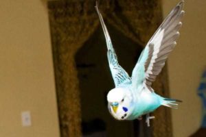 Волнистый попугай в комнате 3 Волнистый попугай в комнате