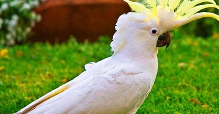 Какаду