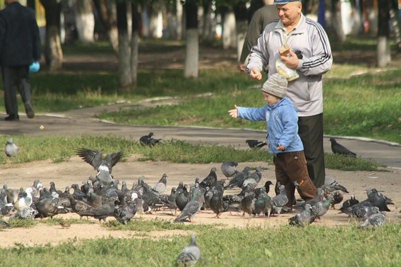 Голуби: символ природы и свободы 5 голуби и человек