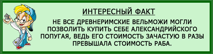 Уход за Александрийским попугаем 11 александрийский попугай интересный-факт