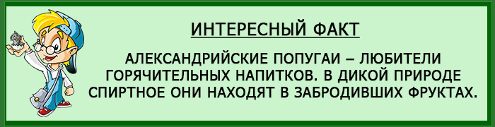 Уход за Александрийским попугаем 15 интересный факт о александрийцах