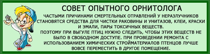 Сколько живут неразлучники 8 совет
