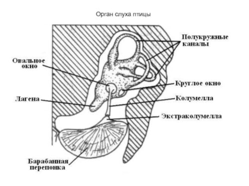 слуховой аппарат попугая