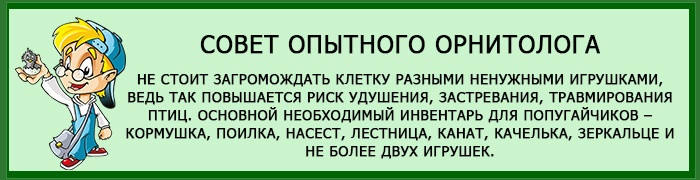 Сколько живут неразлучники 7 совет